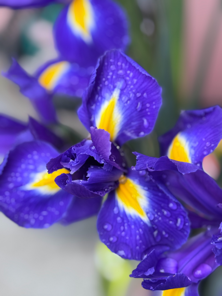 Purple iris flowers representing the signature note of Dior Homme